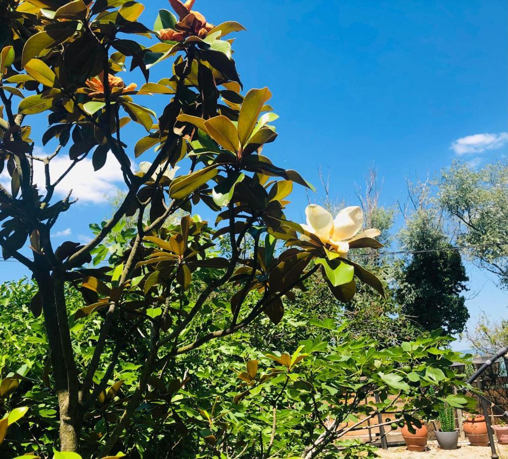 Bella Garden Βίλα Balatonszarszo Εξωτερικό φωτογραφία